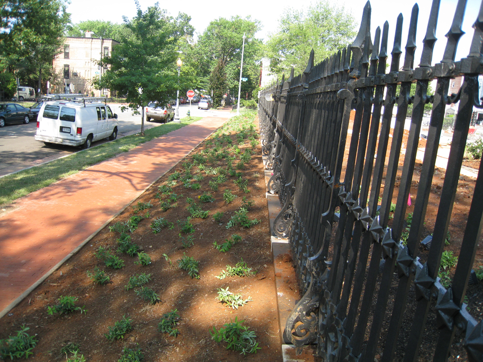 Grounds--Plantings along E Street SE looking west outside the fence - July 9, 2011